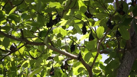 Flying foxes hang on tree branches, Thailand Stock Footage 306373259