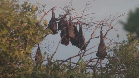 Flying Foxes hanging around in Yeppoon ungraded filmed in log style Stock Footage 61772671