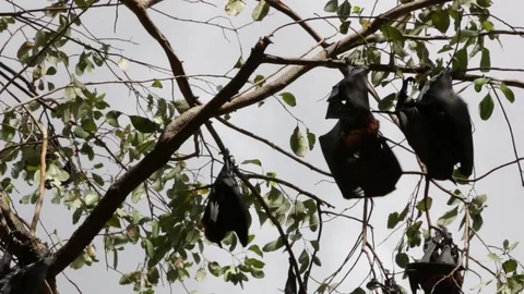 Flying foxes hanging on tree branches Video stock 71213926