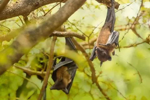 Flying foxes hanging on the tree Stock Photos