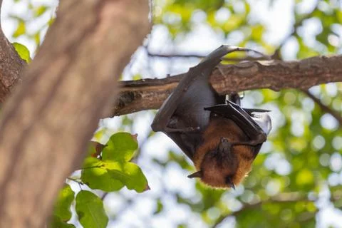 Flying foxes hanging on a tree. Foto stock