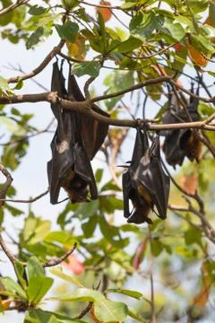 Flying foxes hanging on a tree. Foto stock