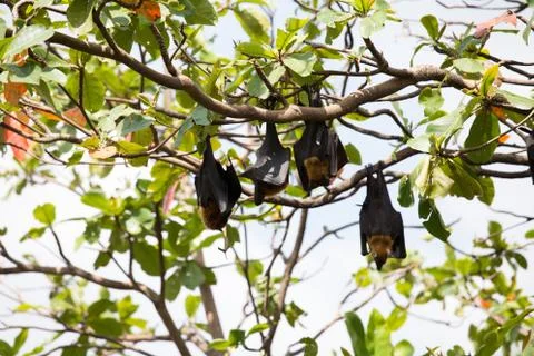 Flying foxes hanging on a tree. Stock Photos