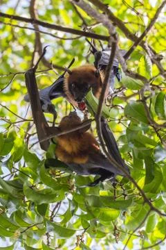 Flying foxes hanging on a tree. Stock Photos