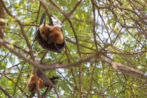 Flying foxes hanging on a tree. Stock Photos