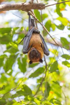 Flying foxes hanging on a tree. Stock Photos