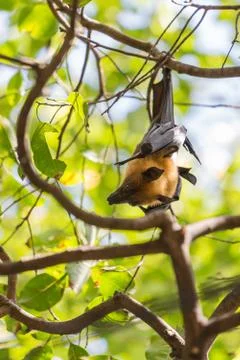 Flying foxes hanging on a tree. Stock Photos