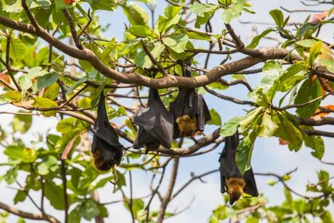 Flying foxes hanging on a tree. Foto stock