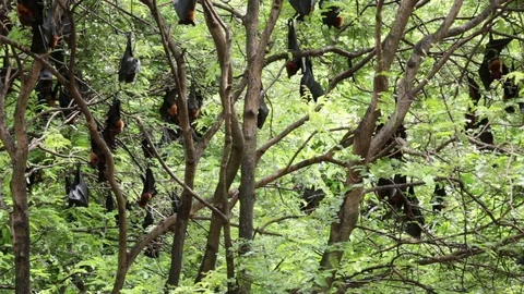 Flying foxes hanging on trees. Stock Footage 81644003