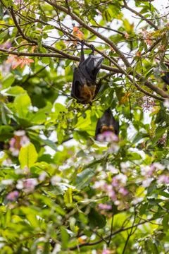 Flying foxes hanging on trees. Foto stock