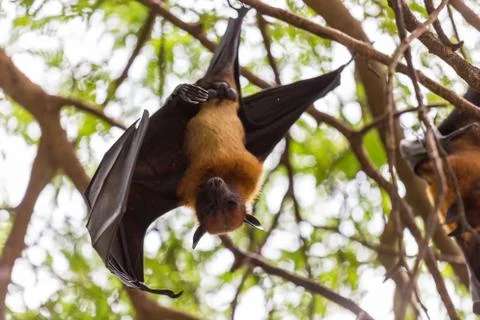 Flying foxes hanging on trees. Stock Photos