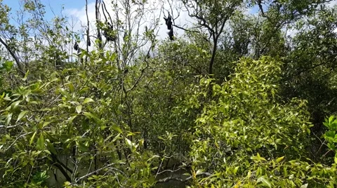 Flying Foxes hanging upside down mangroves and flying in Yeppoon Australia 4K Stock Footage 61771256