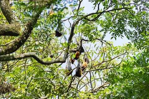 Flying foxes resting in the trees Stock Photos