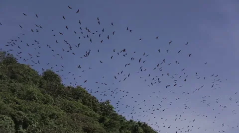 Flying foxes on sland of Boracay Stock Footage 50020596