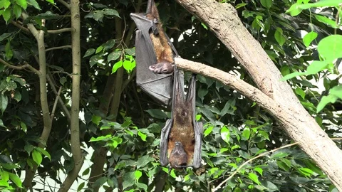 Flying foxes sleep upside down Stock Footage 88558496