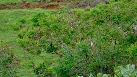 Flying foxes on the tree in Mauritius Stock Footage 169974298