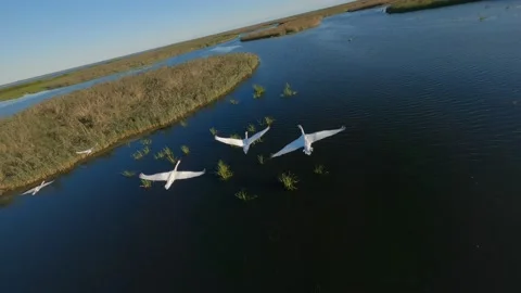 Flying on a fpv drone behind a flock of swans Stock-Footage 222048358