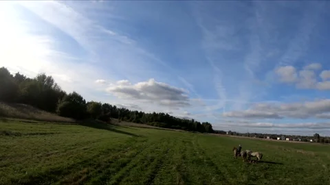 Flying on an fpv drone behind a horse, a girl on a horse Stock Footage 166831347