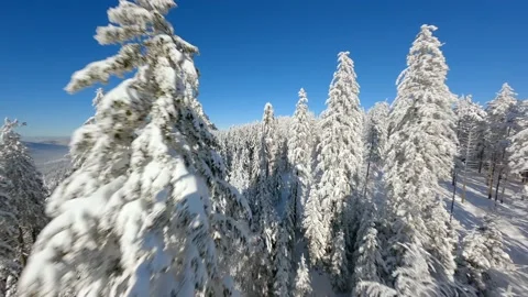 Flying FPV drone close to the snow-covered trees in a winter forest. Stock Footage 238766975