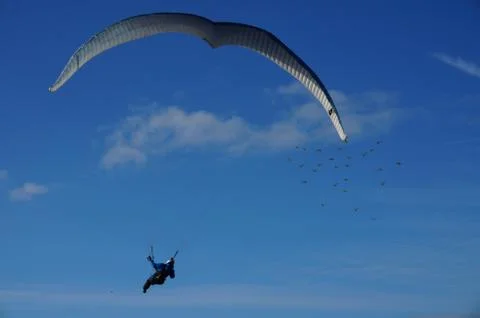 Flying is Freedom Stock Photos