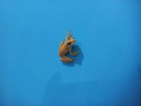 A flying frog sitting blue wall background Stock Photos