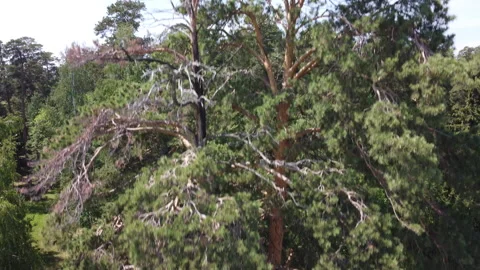 Flying up in front of two pine trees. In a pine forest. Stock Footage 157507862