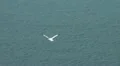 Flying Gannet HD Footage