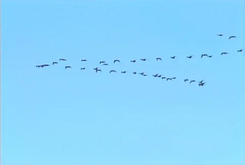 Flying geese 01 Video stock 505279