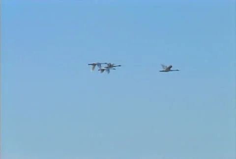 Flying geese 02 Stock Footage 505270