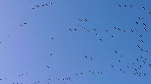 Flying Geese in blue sky Stock Footage 149595717