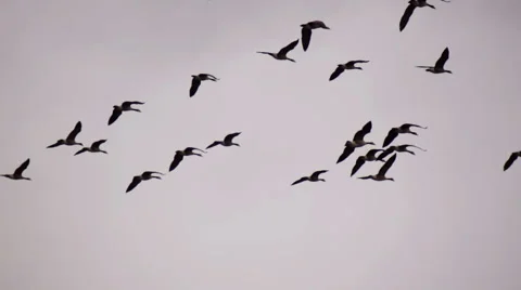 Flying Geese Stock Footage 43348830