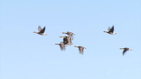 Flying geese over the lake, sky background 库存影片 34707621