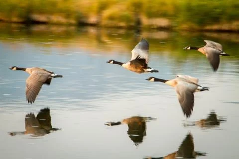 Flying Geese Foto stock
