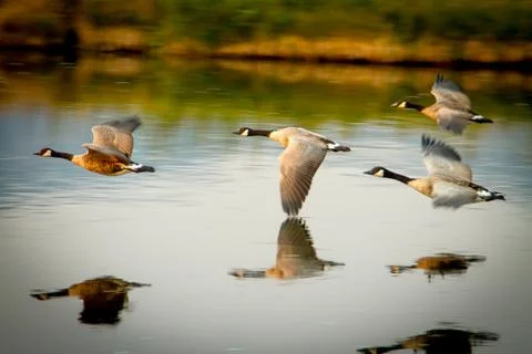 Flying Geese Foto stock