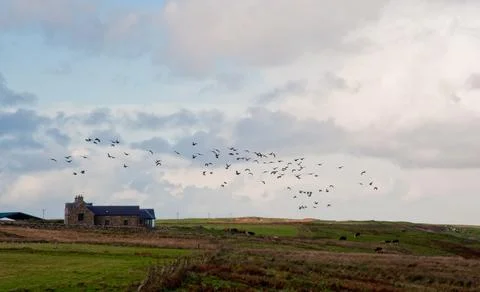 Flying geese Stock Photos