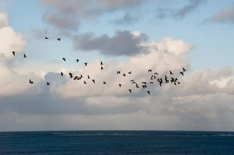 Flying geese Фото