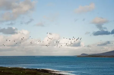 Flying geese Фото