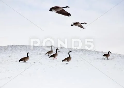 Flying Geese In Snowy Landscape