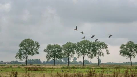 Flying geese taking off. Foto stock