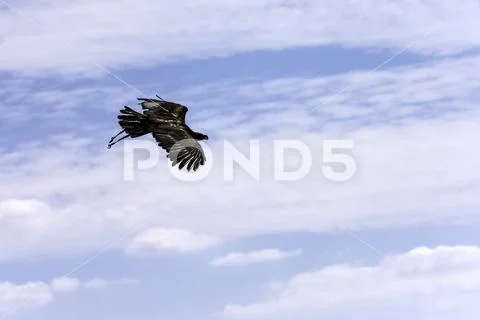 Flying golden eagle (Aquila chrysaetos) in United Kingdom Stock Photos