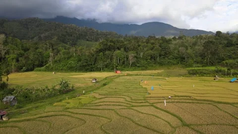Flying on Golden Ricefield Stock Footage 268585474