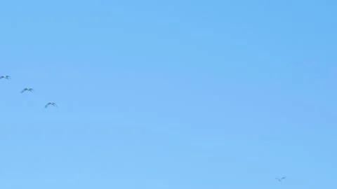 Flying goose blue sky Stock Footage 232139222