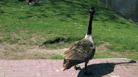 Flying goose Stock Footage 49165872