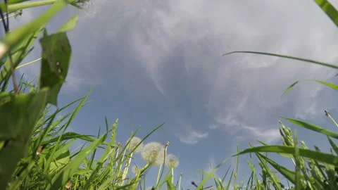 Flying goose on the grass backgrond Stock Footage 90757896