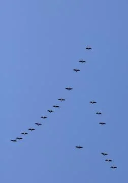 Flying goose 스톡 사진