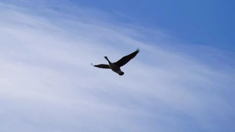 Flying Goose Stock Photos