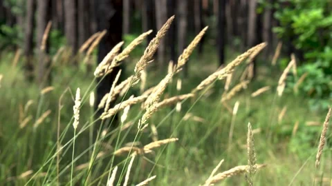 Flying grass against the background of a pine forest. Beautiful nature and clean Stock Footage 157213133