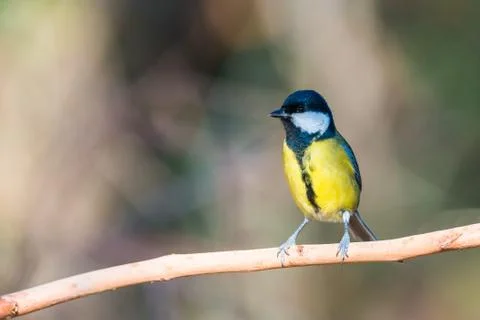 Flying Great Tit or Parus major Fotos de archivo