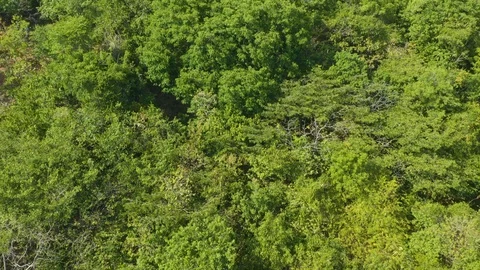 Flying to the green forest via a drone Stock Footage 121013044