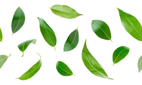 Flying green leaves seamless pattern on white background. Stock Photos